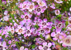 One of Nir Nursery's highlights is Grand Adi, a new variety with larger flowers.